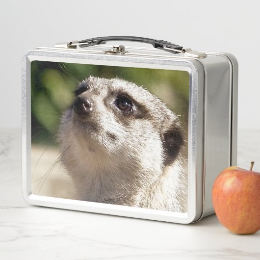 LUNCH BOX CUTE MEERKAT (En situation)