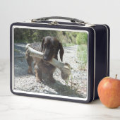 Lunch Box Dachshund (En situation)