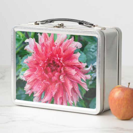 Lunch Box Dahlia Pink Photographie canadienne de fleurs (En situation)