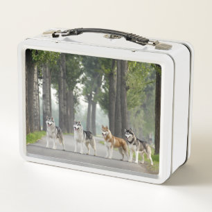 Lunch Box De beaux chiens Husky sur un sentier naturel