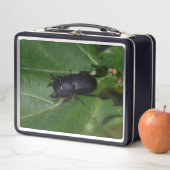 Lunch Box Dorcus parallelipipedus, le moindre dendroctone du (En situation)