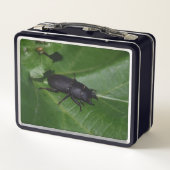 Lunch Box Dorcus parallelipipedus, le moindre dendroctone du (Dos)