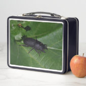 Lunch Box Dorcus parallelipipedus, le moindre dendroctone du (En situation)