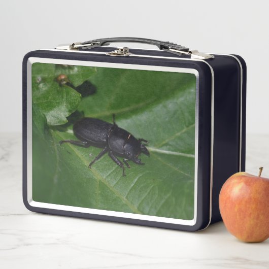 Lunch Box Dorcus parallelipipedus, le moindre dendroctone du (En situation)