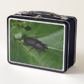 Lunch Box Dorcus parallelipipedus, le moindre dendroctone du (Devant)