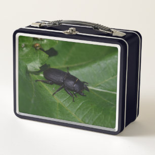 Lunch Box Dorcus parallelipipedus, le moindre dendroctone du