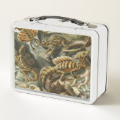 Lunch Box Ernst Haeckel, ancienne illustration de mode Lacer (Dos)