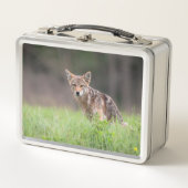 Lunch Box Faune canadienne : Photographie Brown de Coyote (Devant)