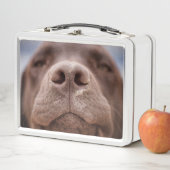 Lunch Box Fermeture du nez du Labrador au chocolat (En situation)