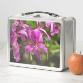 Lunch Box Fleurs roses d'un géranium à feuilles de lierre (En situation)