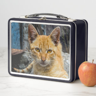 Lunch Box Golden Eyes