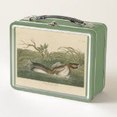 Lunch Box Grebe from Audubon's Birds of America (Devant)