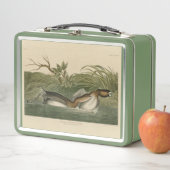 Lunch Box Grebe from Audubon's Birds of America (En situation)
