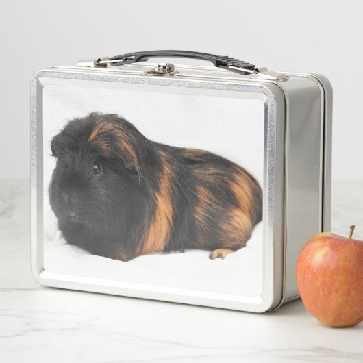 Lunch Box Guinea Pig (En situation)