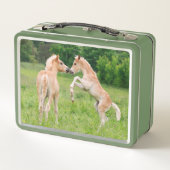 Lunch Box Haflinger Horses Cute Fote Friends Rearing Photo (Dos)