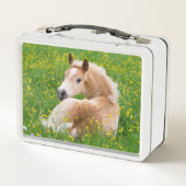 Lunch Box Haflinger Pony Horse Cute Fote en Flowerbed Photo (Dos)