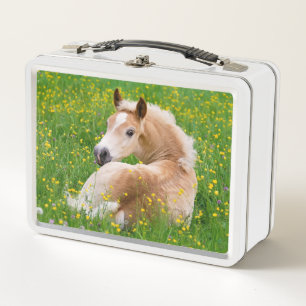 Lunch Box Haflinger Pony Horse Cute Fote en photo à fleurs