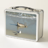 Lunch Box Harbor Seal at La Jolla California (Dos)