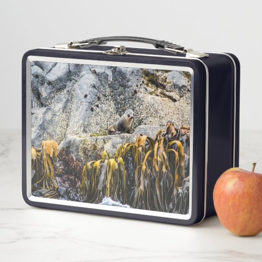 Lunch Box Jeune Sceau De Fourrure Sur Le Rocher (En situation)