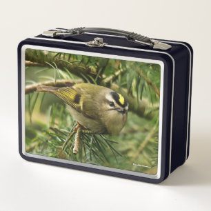 Lunch Box Joli roitelet chanteur provoque un émoi dans le sa