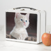 Lunch Box Kitten blanc vulnérable (En situation)