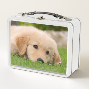 Lunch Box Le chiot mignon de golden retriever rêve la photo