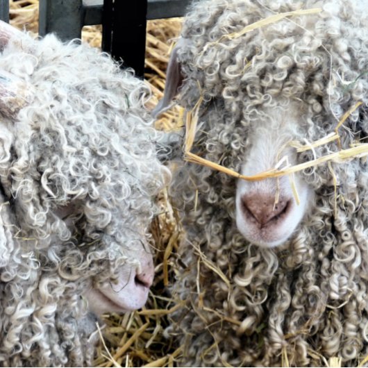 LUNCH BOX LES CHÈTES FRAÎCHES