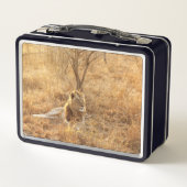 Lunch Box Lion (Dos)