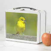 Lunch Box Loriole des vergers - Photographie originale (En situation)