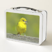 Lunch Box Loriole des vergers - Photographie originale (Dos)