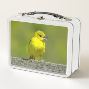 Lunch Box Loriole des vergers - Photographie originale