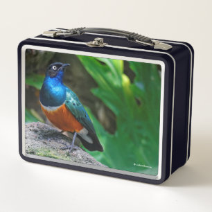 Lunch Box Magnifique Songbird Starling Colorée Africaine Sup