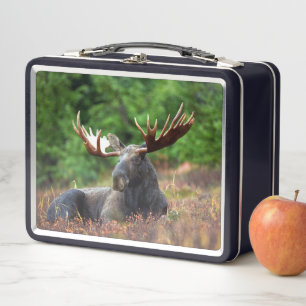 Lunch Box Oie