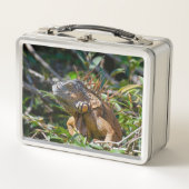 Lunch Box Orange Iguana, Faune Photo Lizard (Devant)