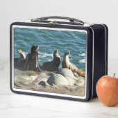 Lunch Box Otaries de San Diego (En situation)