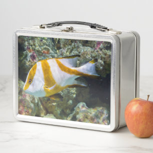 Lunch Box Pacific Ocean Red Emperor Snapper White Brown Band