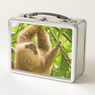 Lunch Box Paresse à l'envers des images de Getty