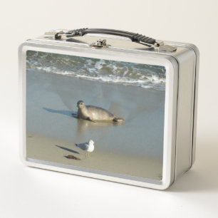 Lunch Box Phoque marin à La Jolla Californie