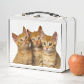Lunch Box Photo principale de trois de gingembre de chat (En situation)