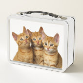 Lunch Box Photo principale de trois de gingembre de chat (Dos)