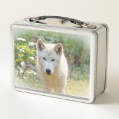 Lunch Box Photographie de la faune, Loup gris canadien (Dos)