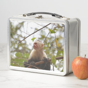 Lunch Box Photographie de singe, capucin à face blanche