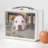 Lunch Box Pitbull (En situation)