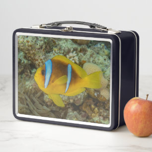 Lunch Box Poissons colorés nager dans la mer Rouge Eilat Isr