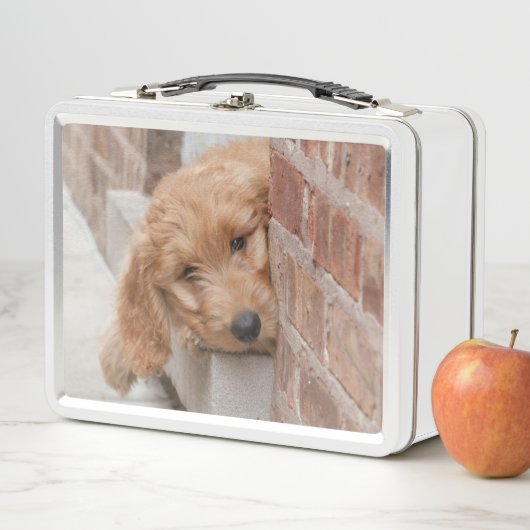 Lunch Box Puppy Pékin (En situation)