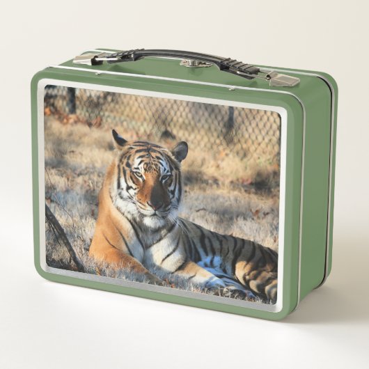 Lunch Box Regal (Dos)