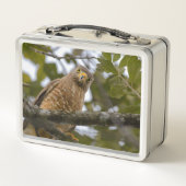 Lunch Box Roadside Hawk, Wildlife Avian Photography (Dos)