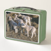 Lunch Box Sept agneaux affamés (Devant)