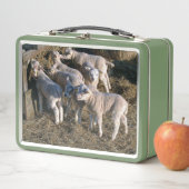 Lunch Box Sept agneaux affamés (En situation)