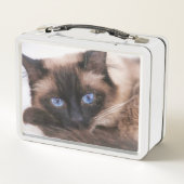 Lunch Box Siamese Kitten Sweetie Face (Dos)